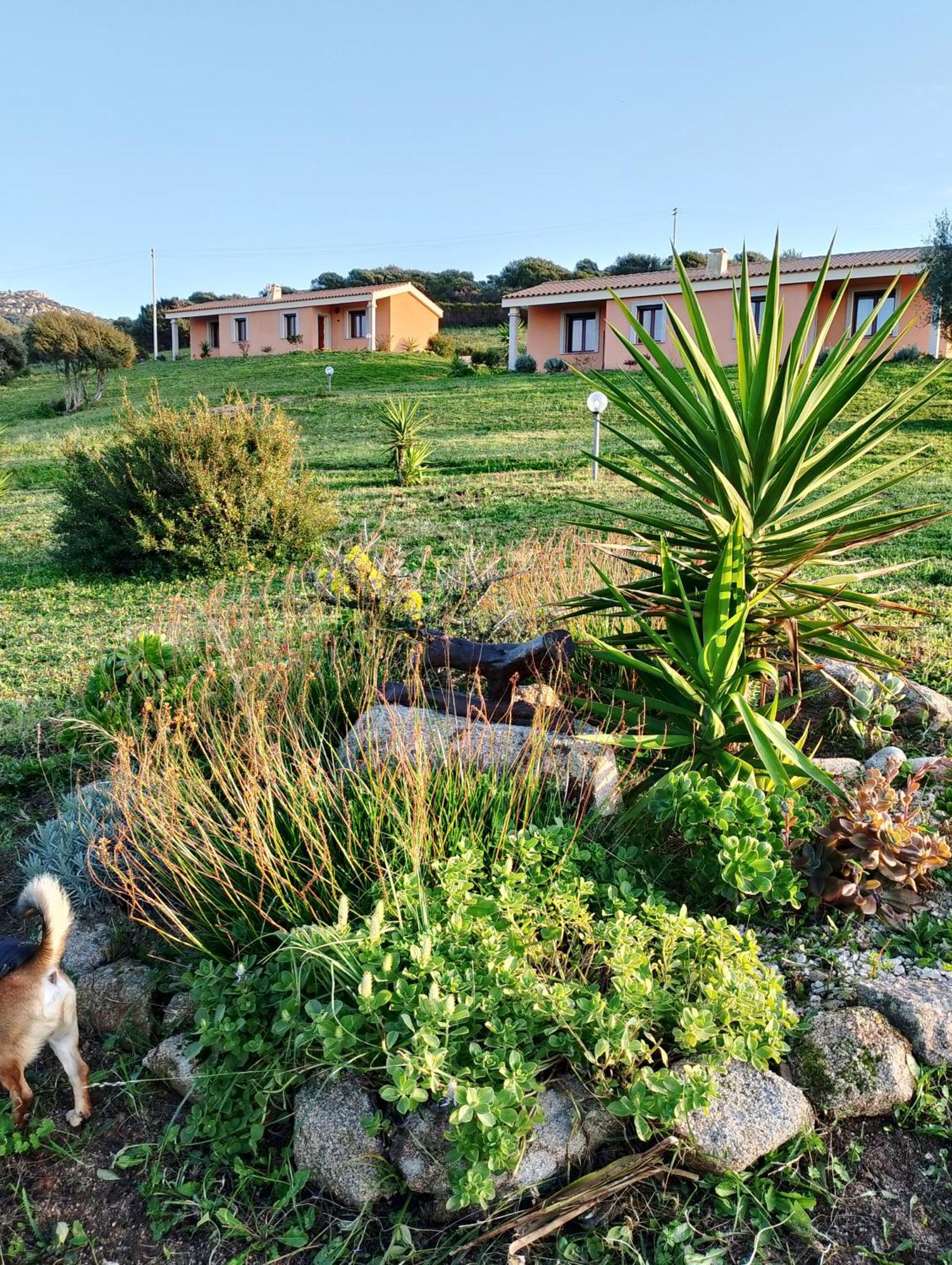 Agriturismo Gli Olivastri Aglientu Exterior foto